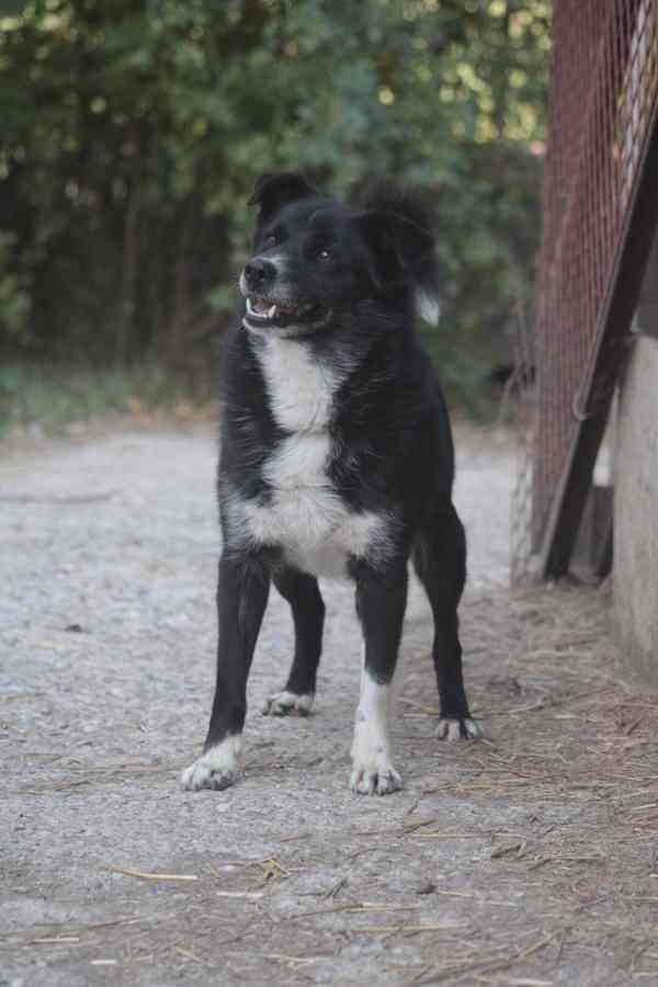 NERKO, kríženec pes - foto 6