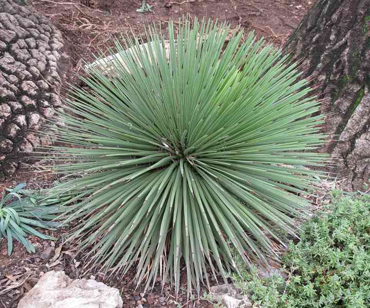 sazenice Agave stricta - foto 1