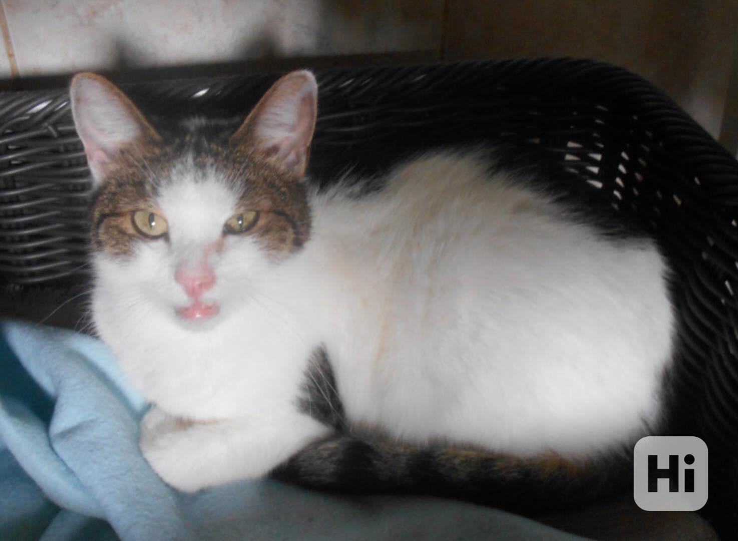 Milý, komunikativní bílomourovaný Oliver,  - foto 1