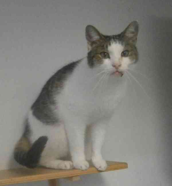 Milý, komunikativní bílomourovaný Oliver,  - foto 3