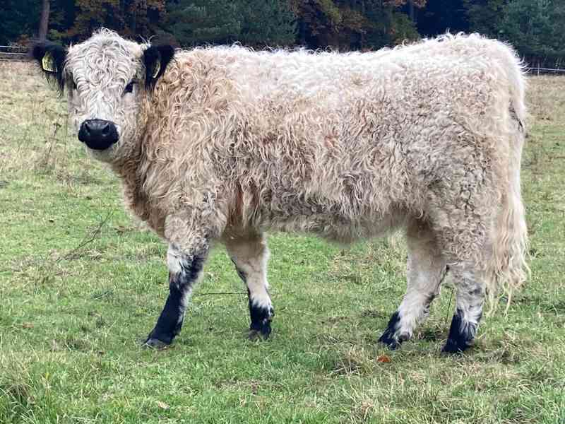 Prodám plemenné jalovice Galloway - foto 1