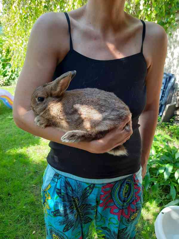 Zakrslý králík - foto 4