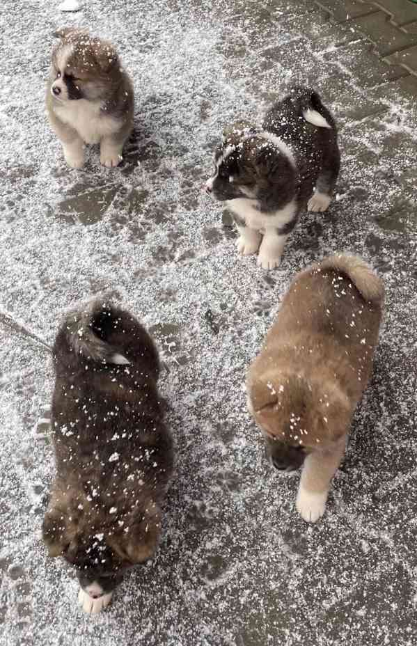 AKITA INU  - foto 8