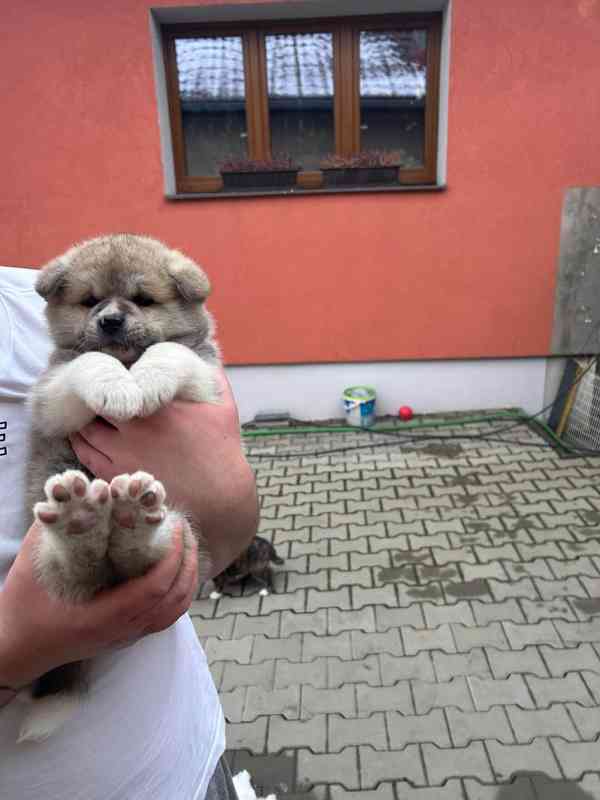 AKITA INU  - foto 4