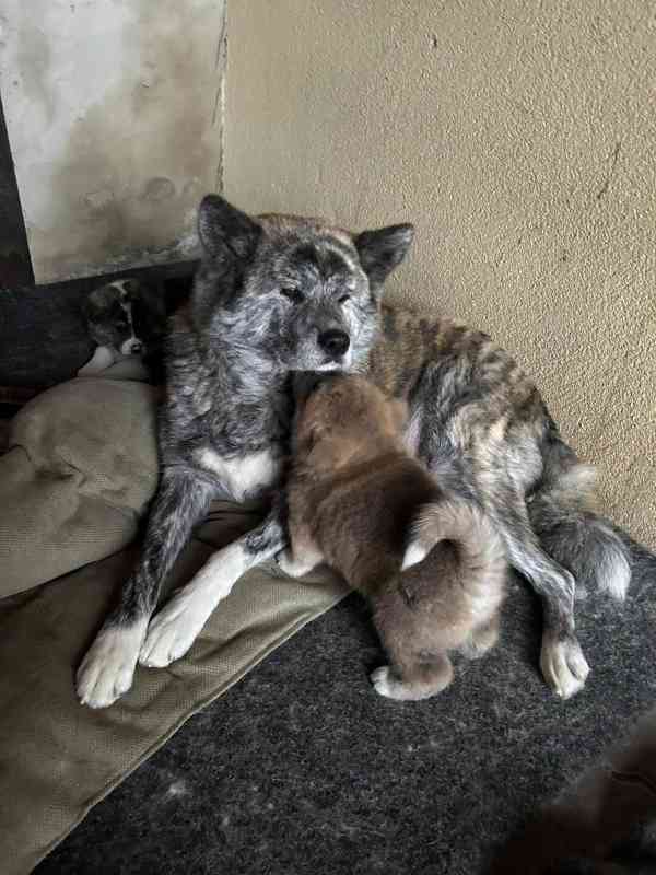 AKITA INU  - foto 3