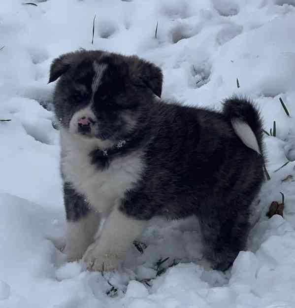 AKITA INU  - foto 7