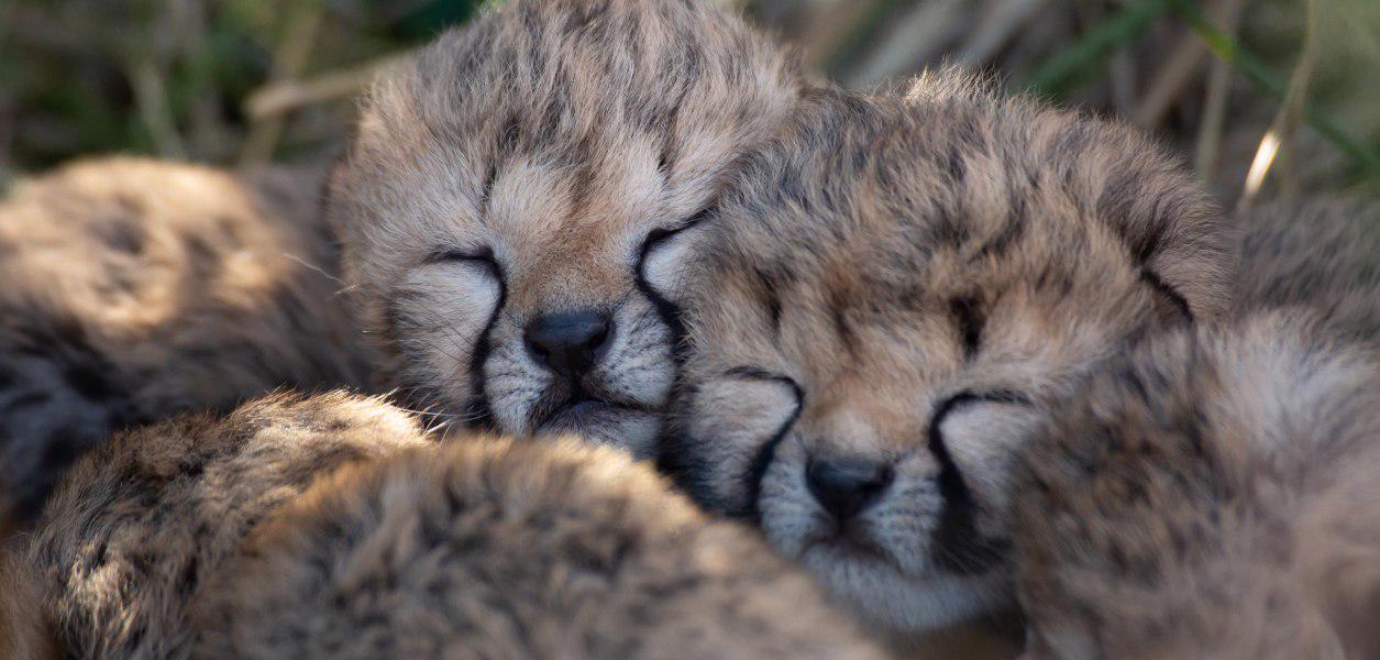 Zoo's adorable Cheetah Cubs - foto 2