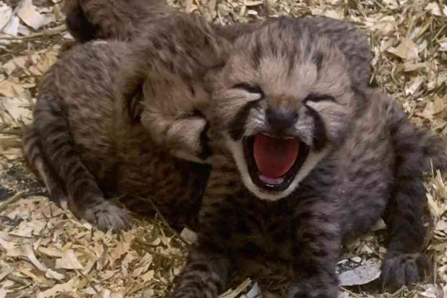 Zoo's adorable Cheetah Cubs - foto 1
