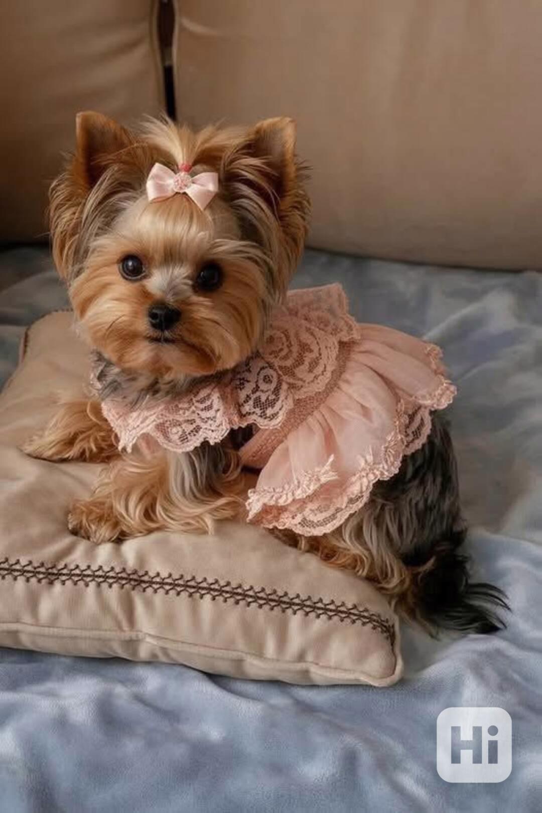 Štěňata Yorkshire teriéra - foto 1