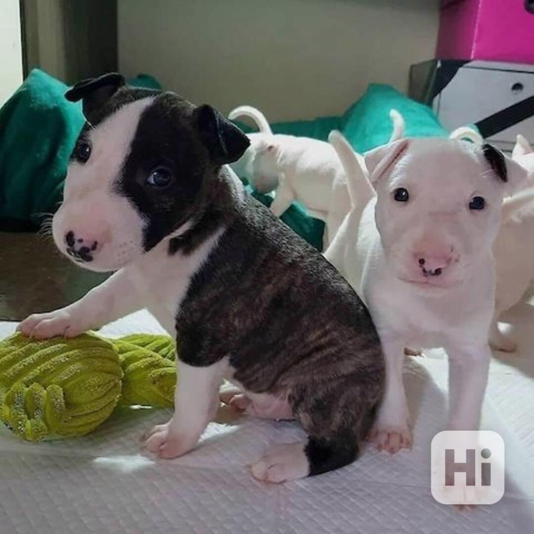 Mini Bullteriér s PP - foto 1