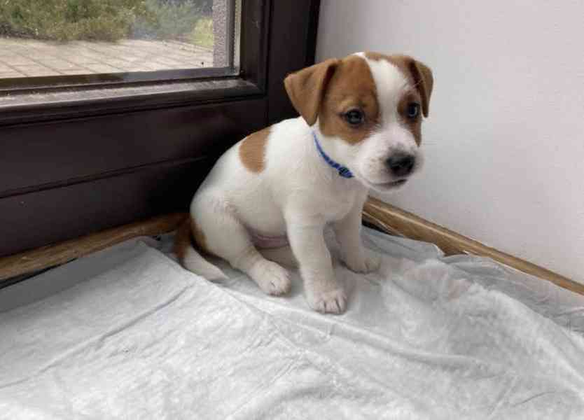 Štěňata JRT s PP - foto 1