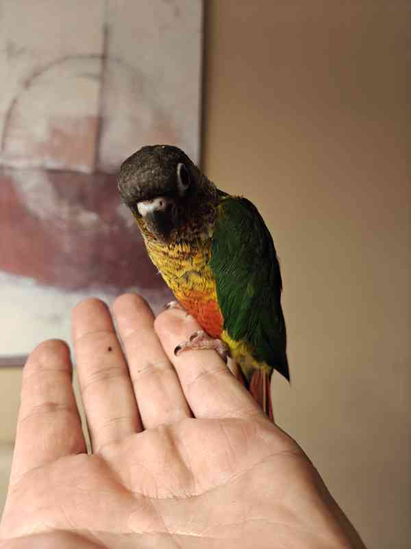 Pyrura zelenolici  - foto 4