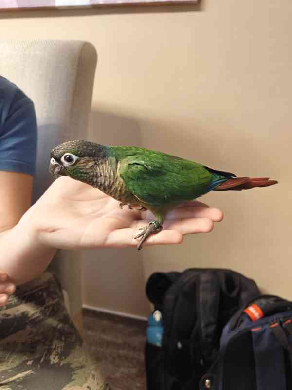 Pyrura zelenolici  - foto 2