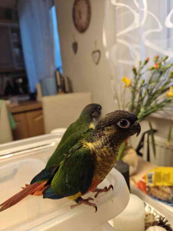 Pyrura zelenolici  - foto 5