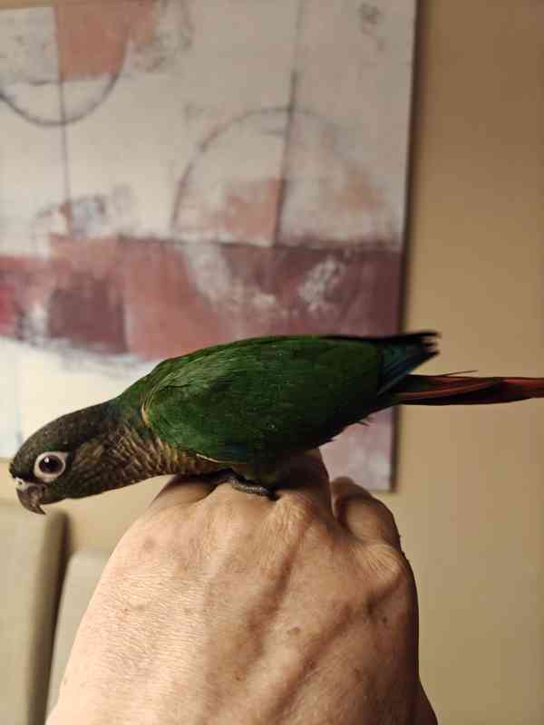 Pyrura zelenolici  - foto 3