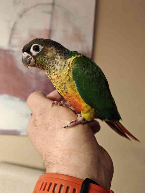 Pyrura zelenolici  - foto 1