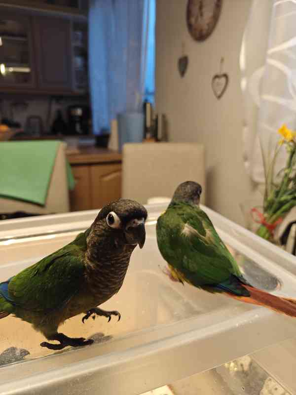 Pyrura zelenolici  - foto 6