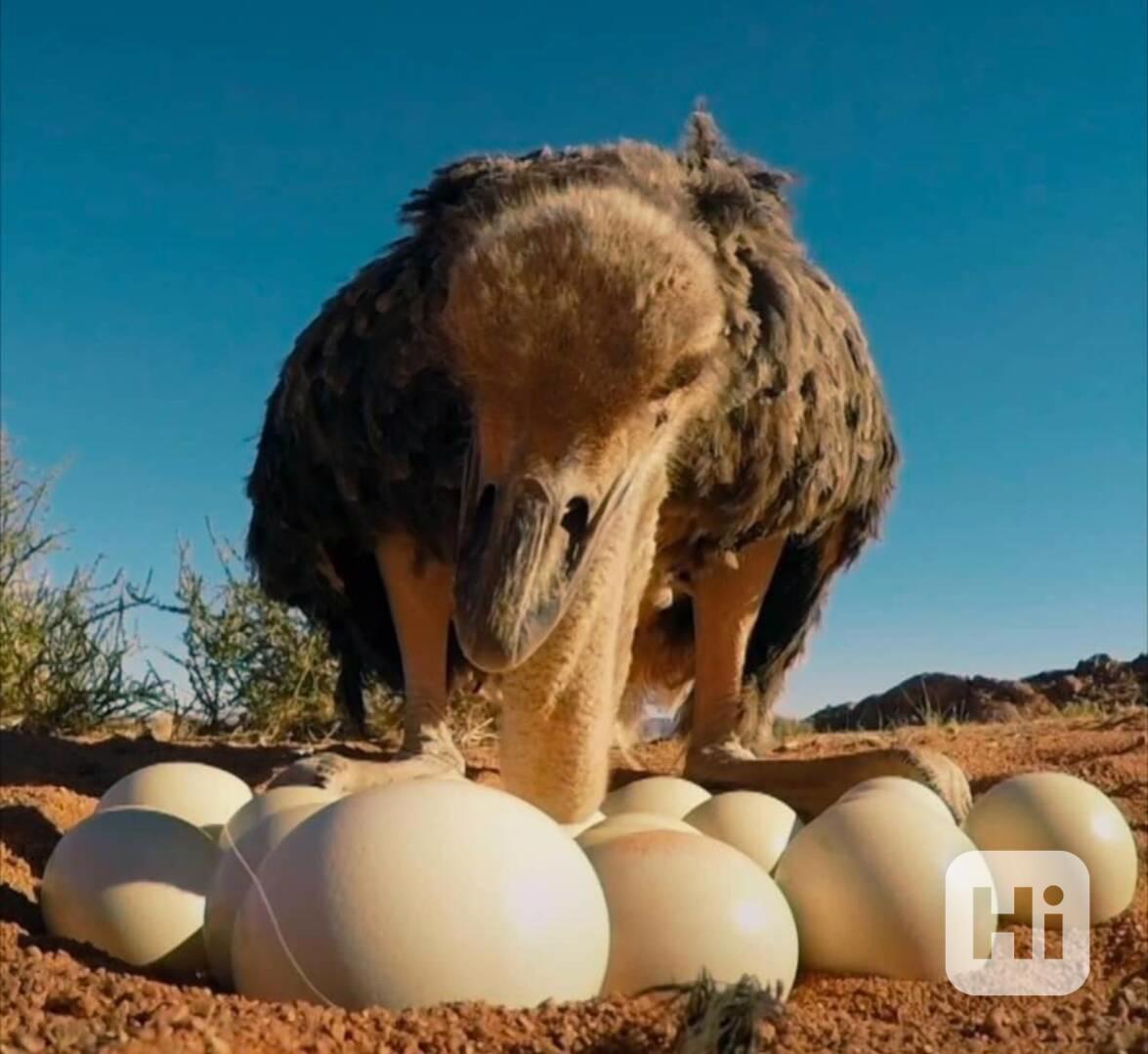 🍳 Čerstvá pštrosí vejce z farmy na prodej - foto 1