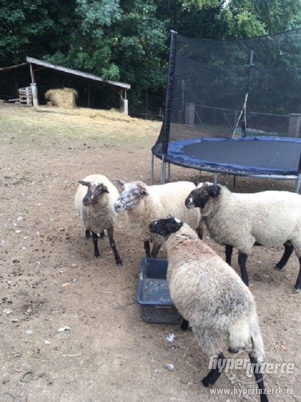 Prodám skupinku ovcí - foto 1
