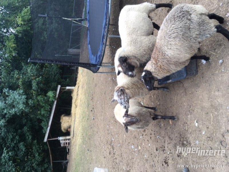 Prodám skupinku ovcí - foto 2