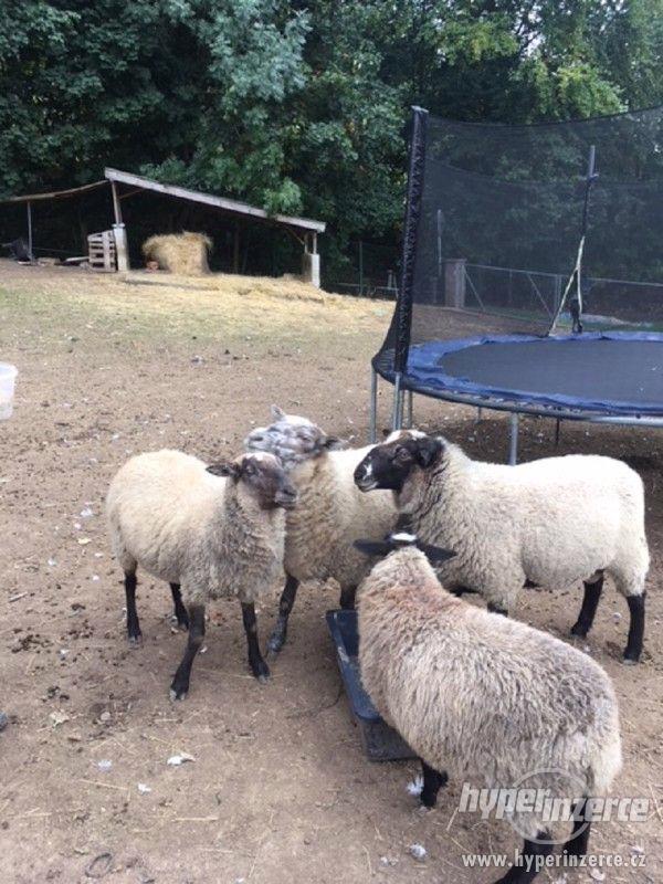 Prodám skupinku ovcí - foto 3