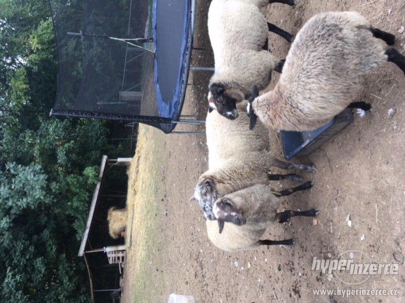 Prodám skupinku ovcí - foto 4