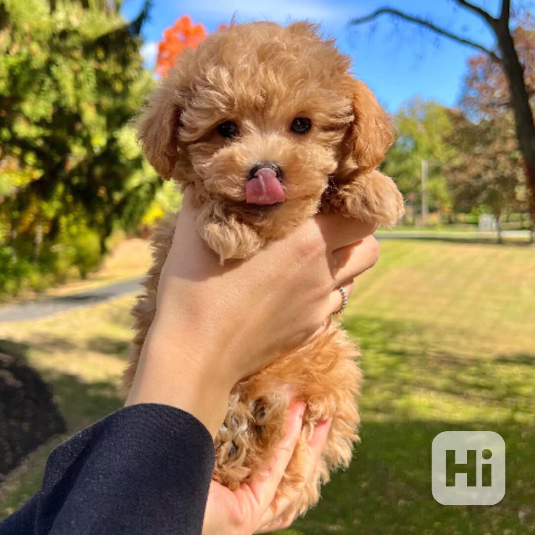 Štěňata pudla - foto 1