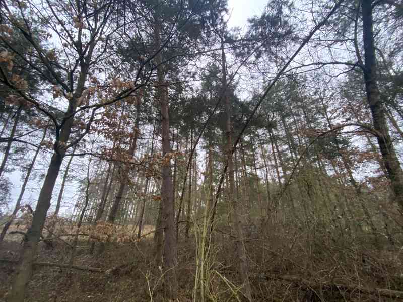 Lesní pozemek Lštění nad Zubřinou - foto 7