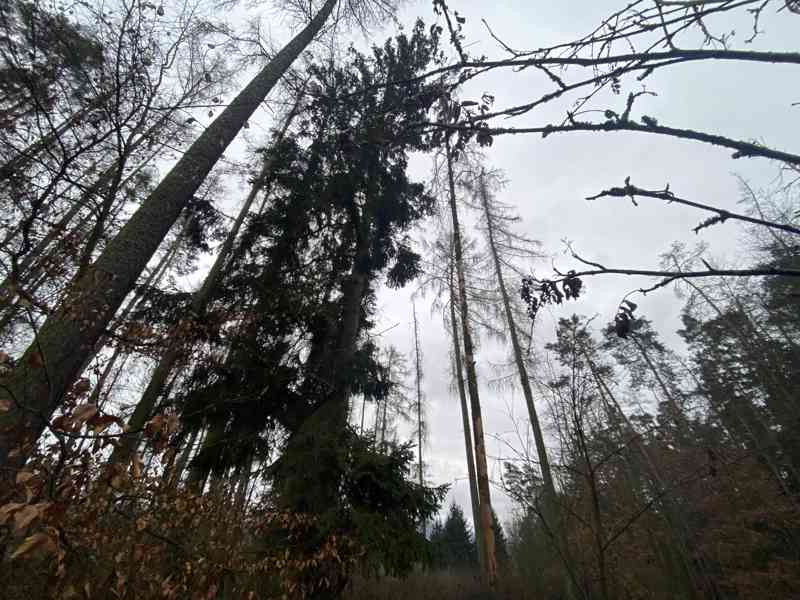 Lesní pozemek Lštění nad Zubřinou - foto 10