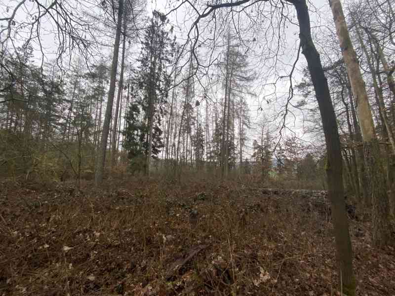 Lesní pozemek Lštění nad Zubřinou - foto 8