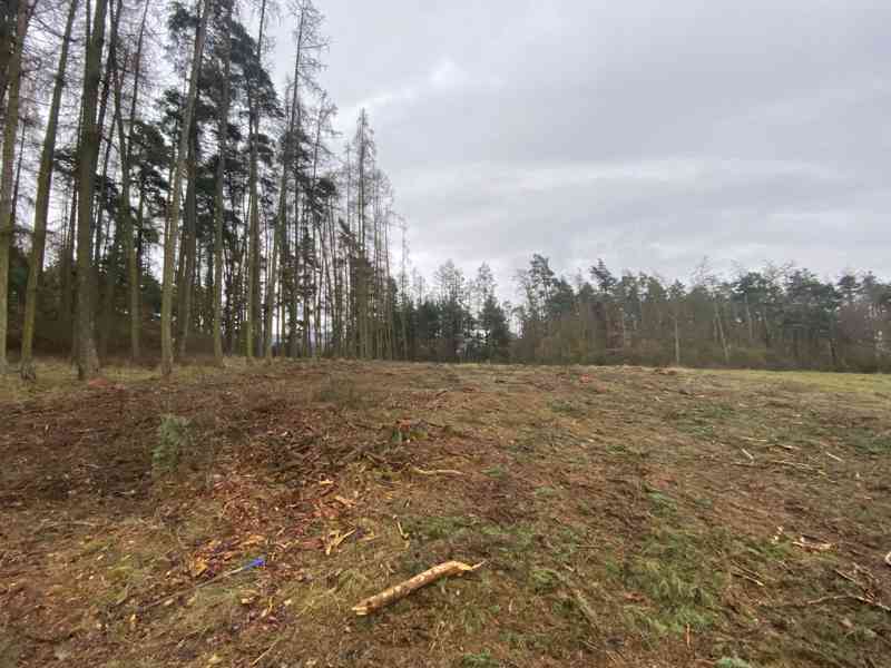 Lesní pozemek Lštění nad Zubřinou - foto 11