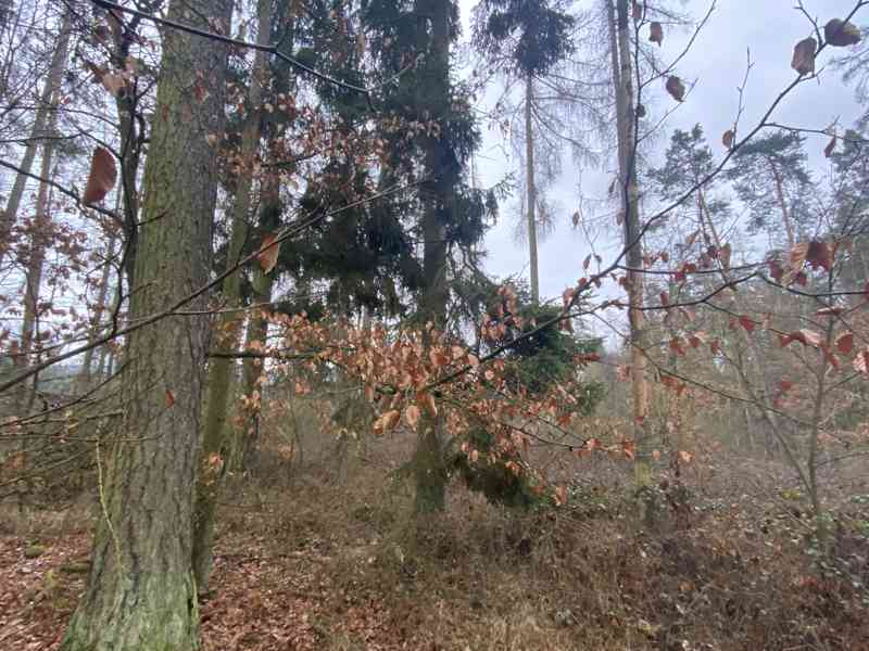 Lesní pozemek Lštění nad Zubřinou - foto 5