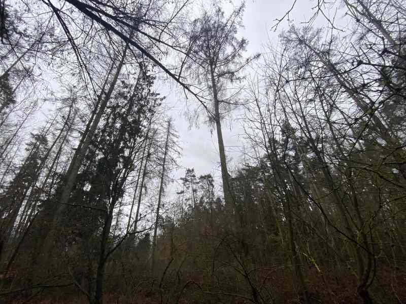 Lesní pozemek Lštění nad Zubřinou - foto 4