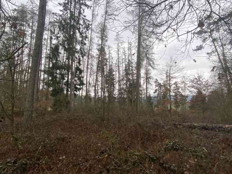 Lesní pozemek Lštění nad Zubřinou - foto 9