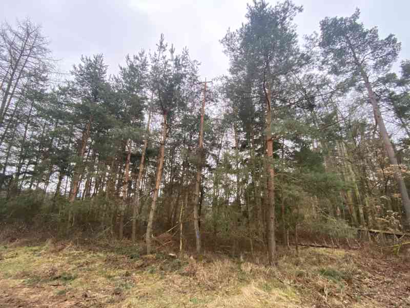 Lesní pozemek Lštění nad Zubřinou - foto 2