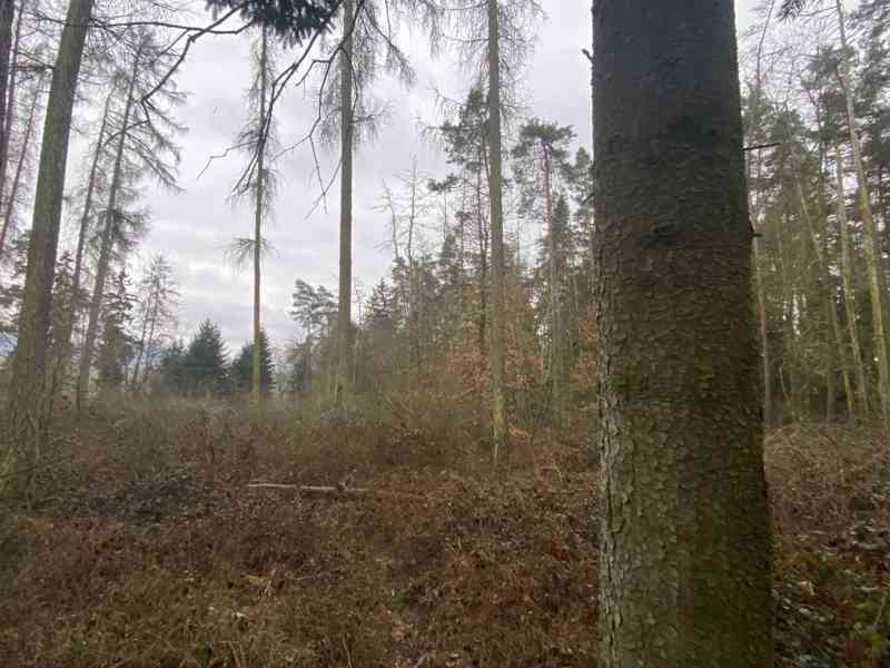 Lesní pozemek Lštění nad Zubřinou - foto 6