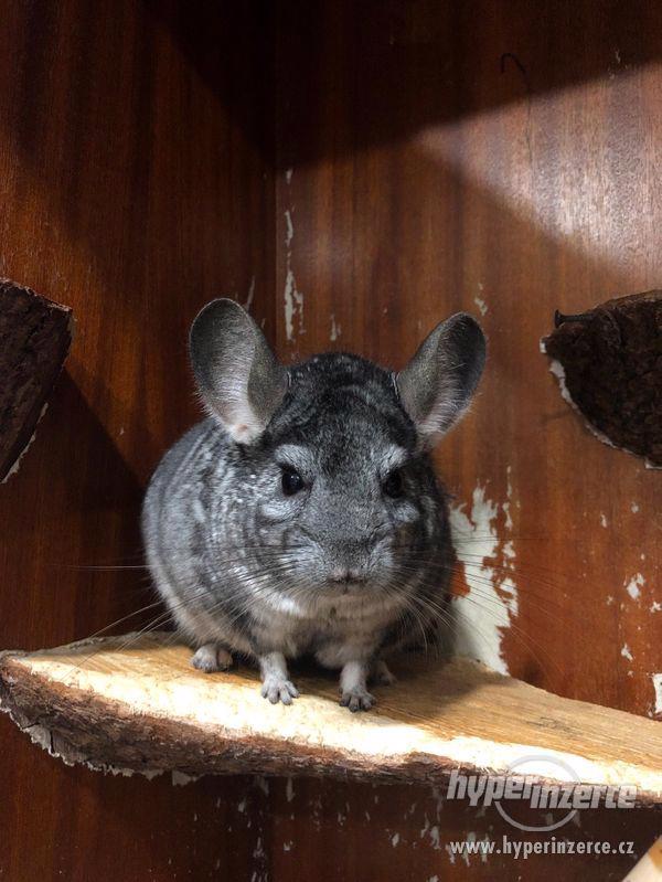 Prodám činčilu - foto 1