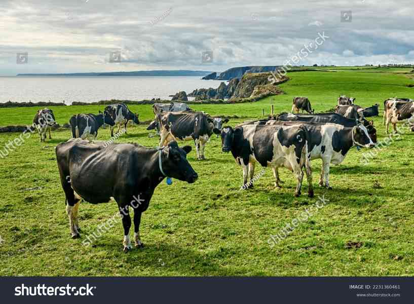 Práce v Irsku - foto 2