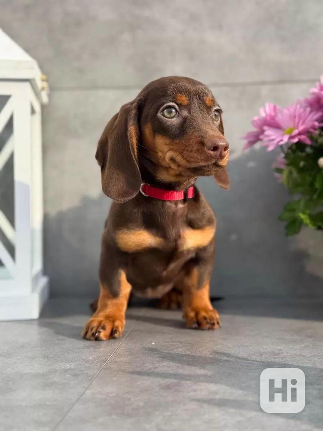 Krásná štěňata jezevčíka pro milující domov. - foto 1