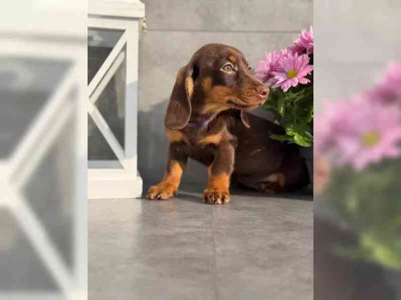 Krásná štěňata jezevčíka pro milující domov. - foto 3