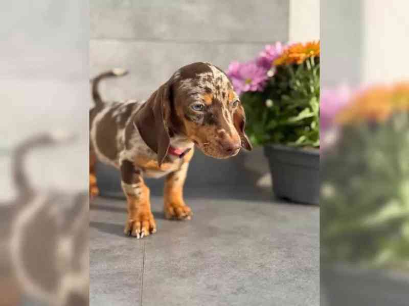 Krásná štěňata jezevčíka pro milující domov. - foto 6