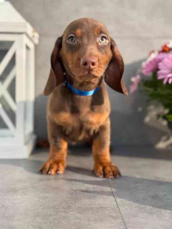 Krásná štěňata jezevčíka pro milující domov. - foto 2