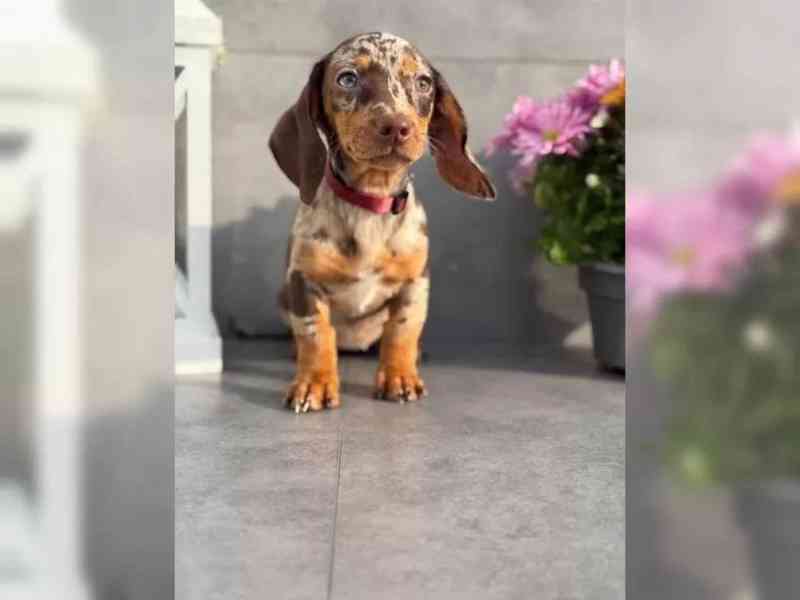 Krásná štěňata jezevčíka pro milující domov. - foto 5