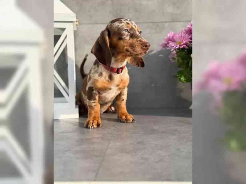 Krásná štěňata jezevčíka pro milující domov. - foto 4