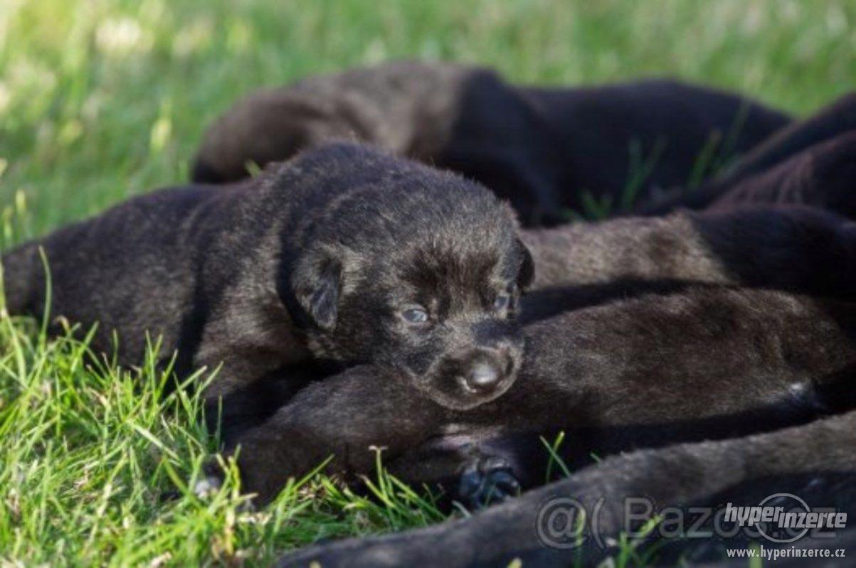 Labjack Slovesko Labrador x Slovenský vlčák - Prodej štěňat - bazar - Hyperinzerce.cz