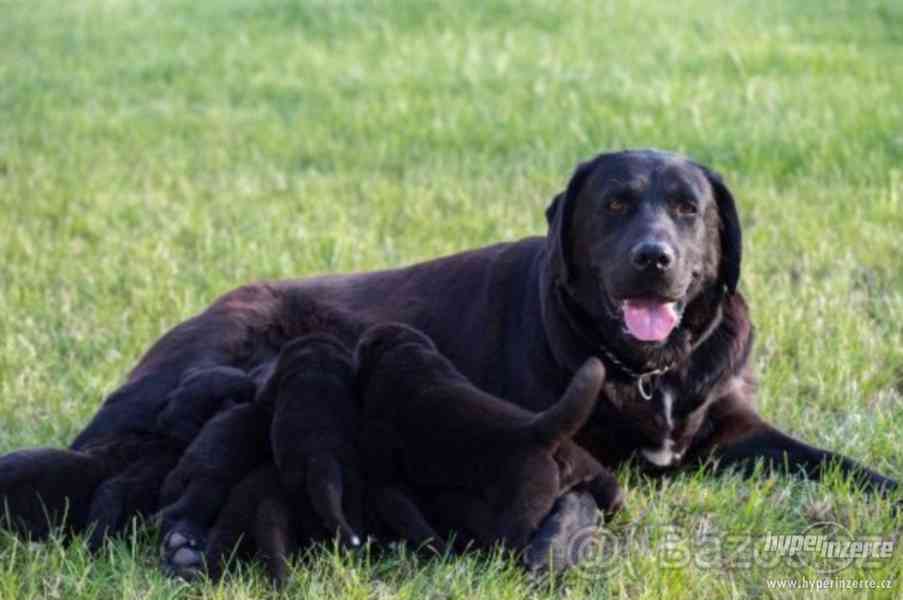 Labrador x Slovenský vlčák - Prodej štěňat - bazar - Hyperinzerce.cz