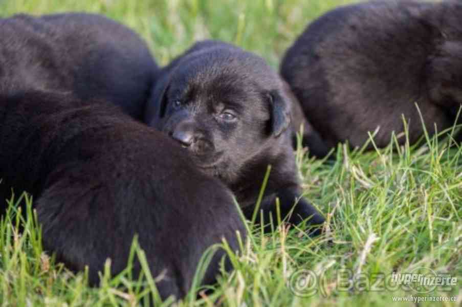Labrador x Slovenský vlčák - Prodej štěňat - bazar - Hyperinzerce.cz