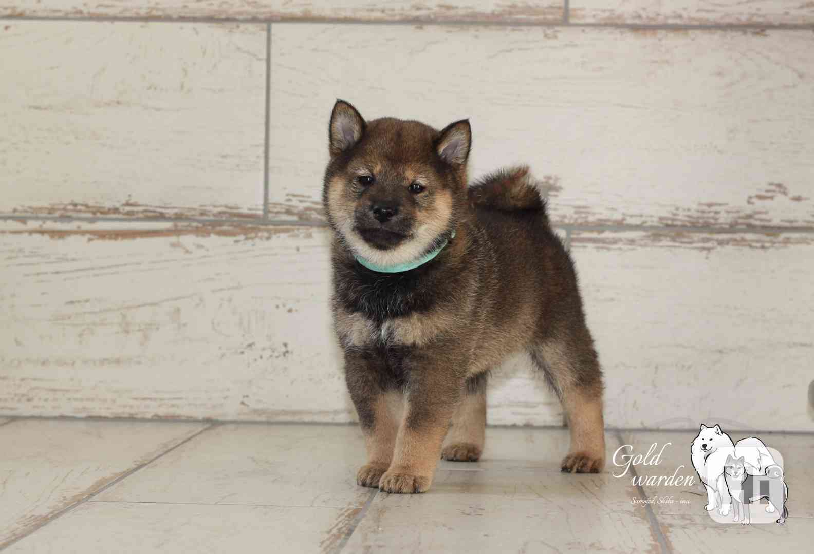 štěňátka shiba s PP - foto 1