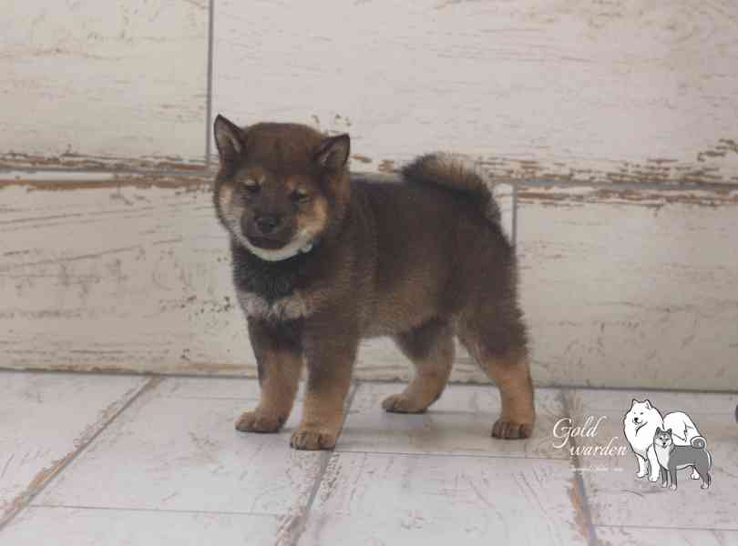 štěňátka shiba s PP - foto 3