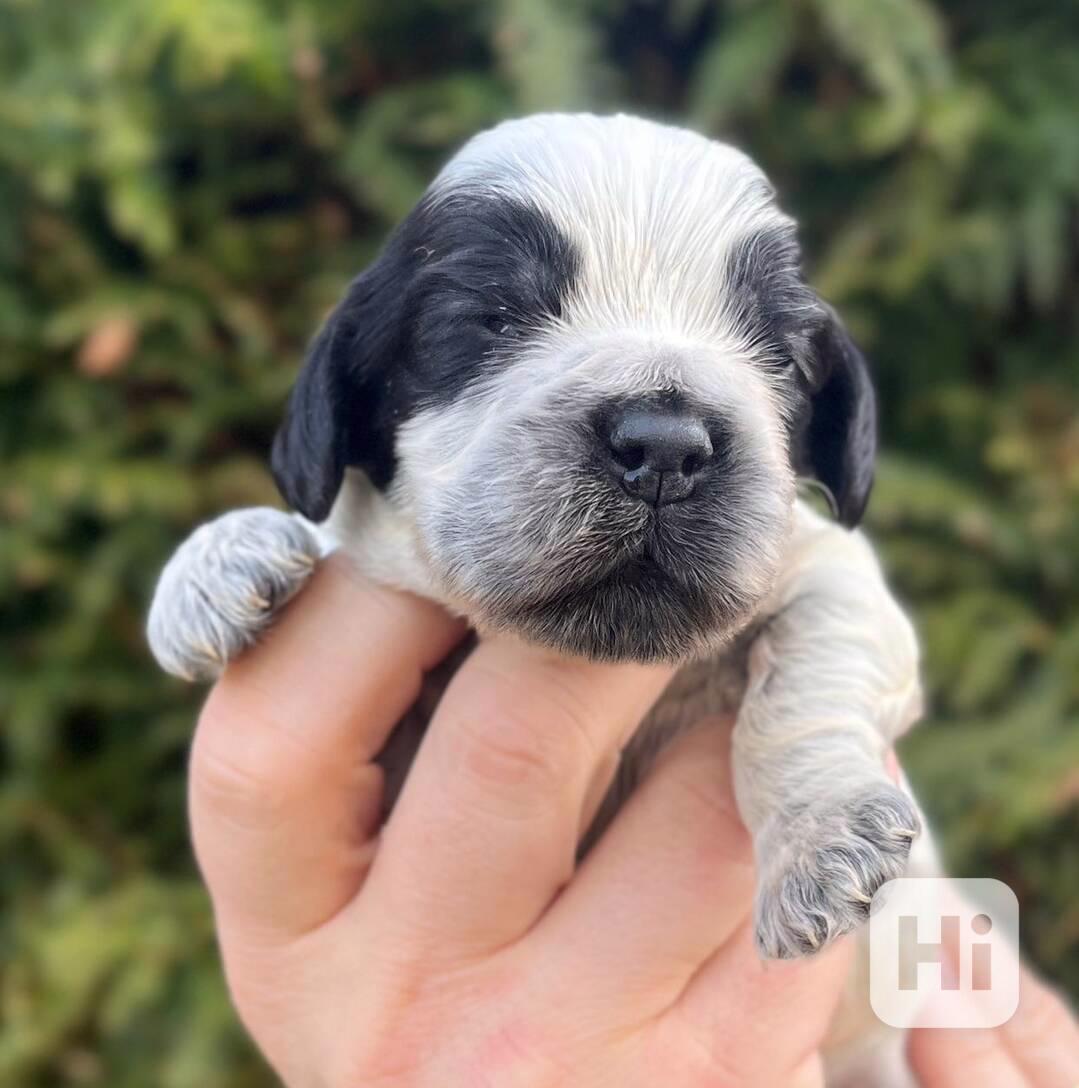 Štěňátka anglického kokršpaněla s PP - foto 1